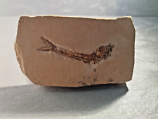 Fossilien fisch gebraucht kaufen  Allenbach, Herborn, Sien