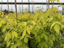 acer trees for sale  KING'S LYNN