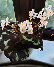 Begonia picturata house for sale  UK
