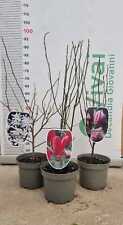 Pianta magnolia fiore usato  Altamura