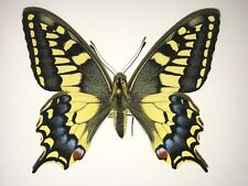Papilio machaon saharae usato  Monterosso Almo