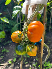 Tomate sorte aladins gebraucht kaufen  Süchteln