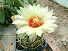 Hamatocactus setispinus setace for sale  Shipping to Ireland