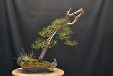 Yamadori bonsai pinus for sale  Shipping to Ireland