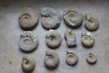 Ammonit deutschland geisingen gebraucht kaufen  Singen