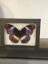 Butterfly hypolimnas salmacis for sale  Wallington