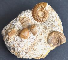 Ammonite intérréssante jolie d'occasion  Angers-