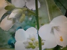 White polemonium plant..hardy for sale  NEWTON ABBOT