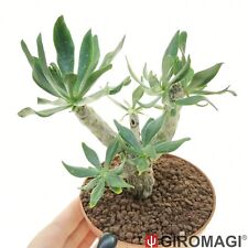 Tylecodon paniculatus POTØ10cm - GIROMAGI Cactus & Succulent Plants for sale  Shipping to South Africa