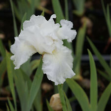 Blumixx stauden iris gebraucht kaufen  Mittelfeld