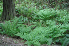 Lady fern athyrium for sale  Leesburg