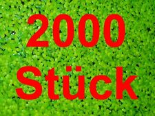 Duckweed 2000 pcs for sale  Shipping to Ireland