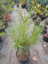 Pinus wallichiana tränenkiefe gebraucht kaufen  Dillingen a.d.Donau