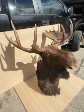 Moose head shoulder for sale  Des Moines