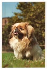 Hunde postkarte pekinese gebraucht kaufen  Backnang