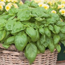 Sweet basil ocimum for sale  NOTTINGHAM