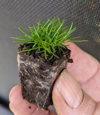 Irish moss 2cm for sale  LONDONDERRY