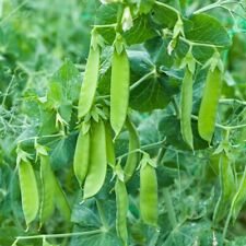 Pea snow max for sale  IPSWICH