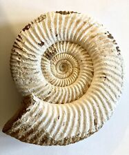 Large perisphinctes ammonite for sale  SAWBRIDGEWORTH
