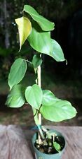 Philodendron ornatum climbing for sale  Hollywood