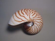 Natural chambered nautilus for sale  Pearl City