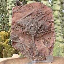 Crinoid scyphocrinites fossil for sale  Tucson