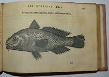 Pesci fig. 1555 usato  Arezzo