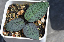 Drimiopsis purpurea (Houtboschdorp, Pietersburg). (Drimia, lithops, huernia) for sale  Shipping to South Africa