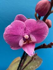 Phalaenopsis noid orchid for sale  San Francisco