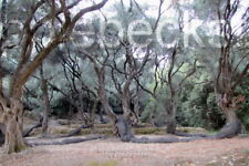 Digital Photo Wallpaper Image Virtual Picture Postcard :: Olive Trees :: Greece for sale  Shipping to South Africa