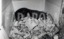 Vintage animali pitbull usato  Roma