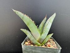 Agave quiotepecensis rare for sale  Marana