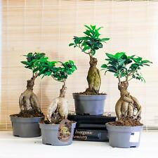 Usato, Ficus Ginseng Albero da interno in vaso 12 cm bonsai cinese decorativo microcarpa usato  Spedire a Italy