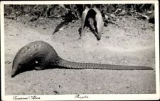 Equatorial africa pangolin gebraucht kaufen  Berlin