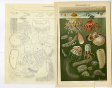 Antique print jellyfish for sale  USA