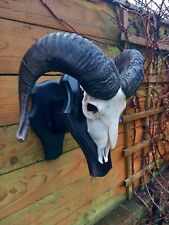 Taxidermy european mouflon for sale  BILLINGHAM