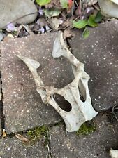 Real animal bones for sale  UK
