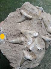 Fossil teeth otodus usato  Valdastico