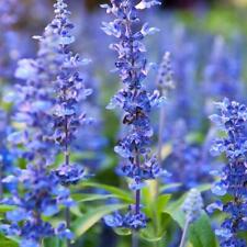 Hyssop officinalis perennial for sale  Sevierville