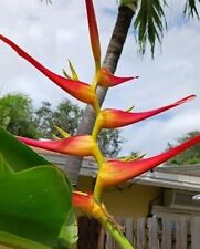 Heliconia lathispatha red for sale  West Palm Beach