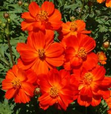 Cosmos dwarf red for sale  Sevierville