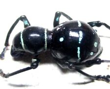V008 Q | EL : Pachyrrhynchus species? female 14mm A- ************* for sale  Shipping to South Africa