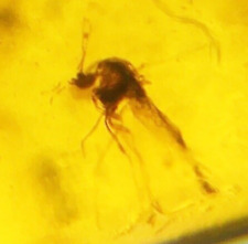 Burmese amber mosquito for sale  Harrison Township