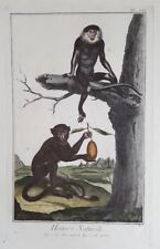 Usado,  MACACO LANGUR DUCA MACAQUE LANGUR DUCA SCIMMIE D’ALEMBERT ANTONIO BARATTI 1770 comprar usado  Enviando para Brazil