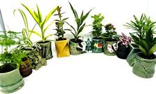 Pack indoor plants for sale  Hacienda Heights