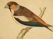1800 engraving hawfinch for sale  UK
