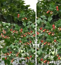 Hänge erdbeeren schnellwüchs gebraucht kaufen  Kaiserslautern