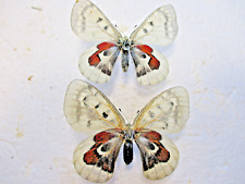 Entomology Papilionidae Parnassius Wiskotti Obsolete Shape Couple, used for sale  Shipping to South Africa