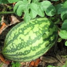 Florida giant watermelon for sale  Minneapolis