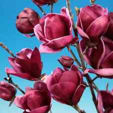 Magnolia genie pbr for sale  NORTHWICH